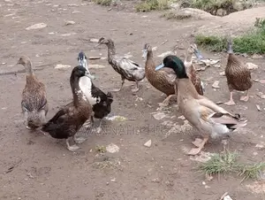 Rouen, or Rhone Duck Mature Male or Females