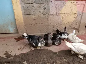 Muscovy Duck Mature Females