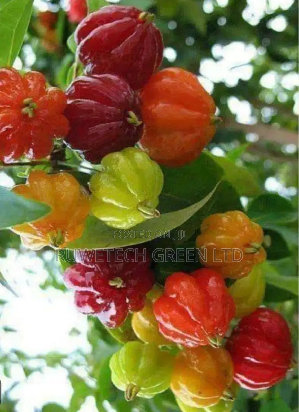 Brazilian Cherry