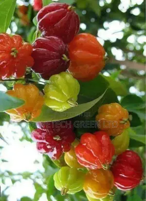 Brazilian Cherry