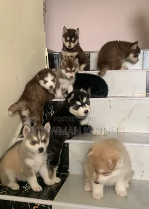 1-3 months Male Purebred Siberian Husky