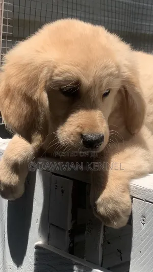 1-3 months Male Purebred Golden Retriever