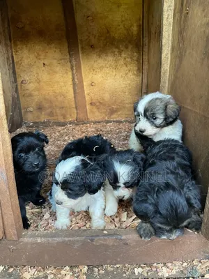 1-3 months Male Purebred Havanese