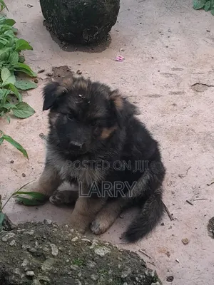 1-3 months Male Purebred German Shepherd