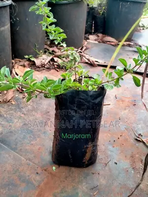 Marjoram Herb (Origanum Majorana) - 10 Plants
