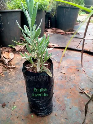English Lavender (Lavandula Angustifolia) - 10 Plants