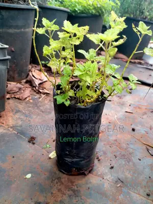 Lemon Balm Herb Seedlings - 10 Plants