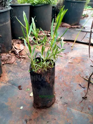 Artemisia Dracunculus (Tarragon) Herb Seedlings - 10 Plants