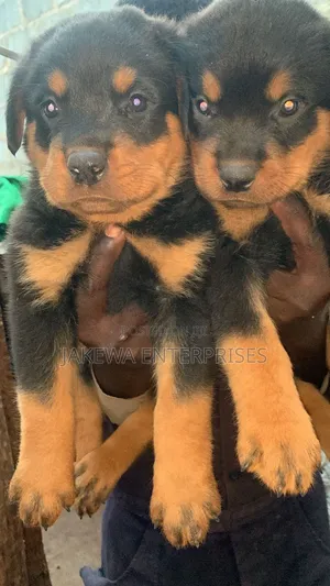 1-3 months Female Purebred Rottweiler