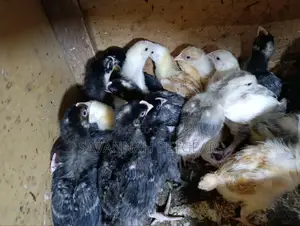 Sasso F1 Chicks Improved Kienyeji Chicks - 2 Week Old