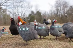 Dotted Guinea Fowl Mature Pairs - Male Female