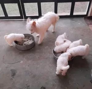 1-3 months Male Purebred Japanese Spitz