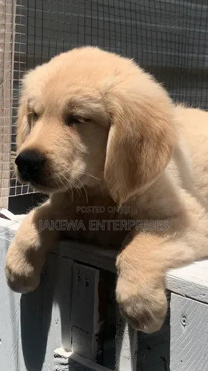 1-3 months Female Purebred Golden Retriever