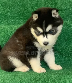 1-3 months Female Purebred Siberian Husky