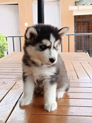 1-3 months Male Purebred Siberian Husky