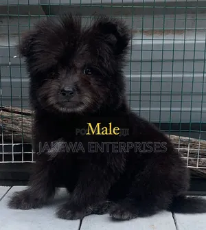 1-3 months Male Purebred Havanese