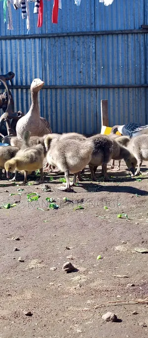 Goose and Goslings for Sale