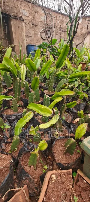 Dragon Fruits Seedlings
