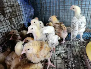 2 Weeks Old Sasso F1 Chicks Silverlands Tanzania