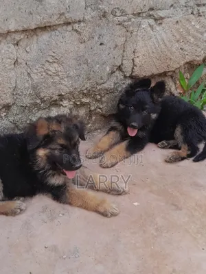 1-3 months Male Purebred German Shepherd