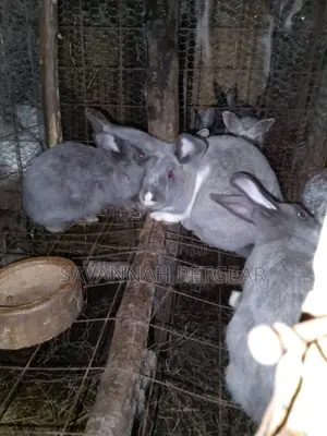 Giant Chinchilla Rabbit Pairs for Breeding - Mature
