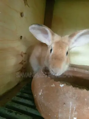 Palomino and Flemish Giant Male and Female Breeders - Paired