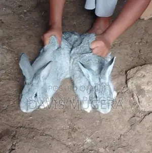 Giant Chinchilla Rabbit Pairs for Breeding - Mature