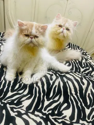 1-3 months Male Purebred Persian