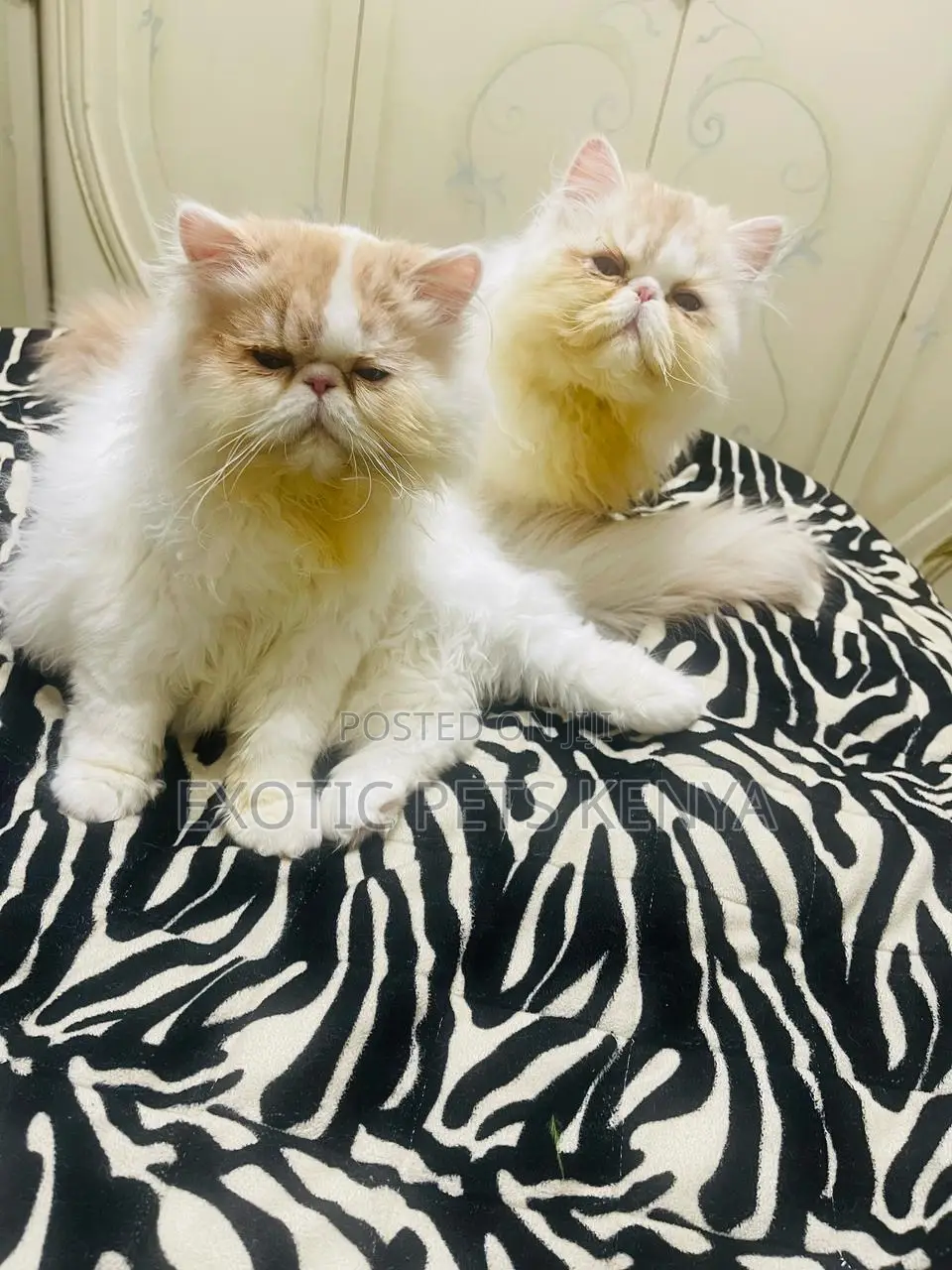 1-3 months Male Purebred Persian