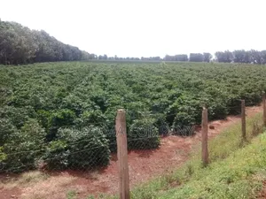 475 Acres Prime Land for Sale in Thika/Del Monte