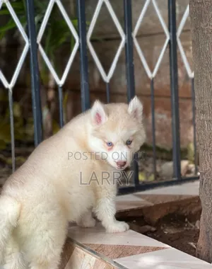 1-3 months Male Purebred Siberian Husky