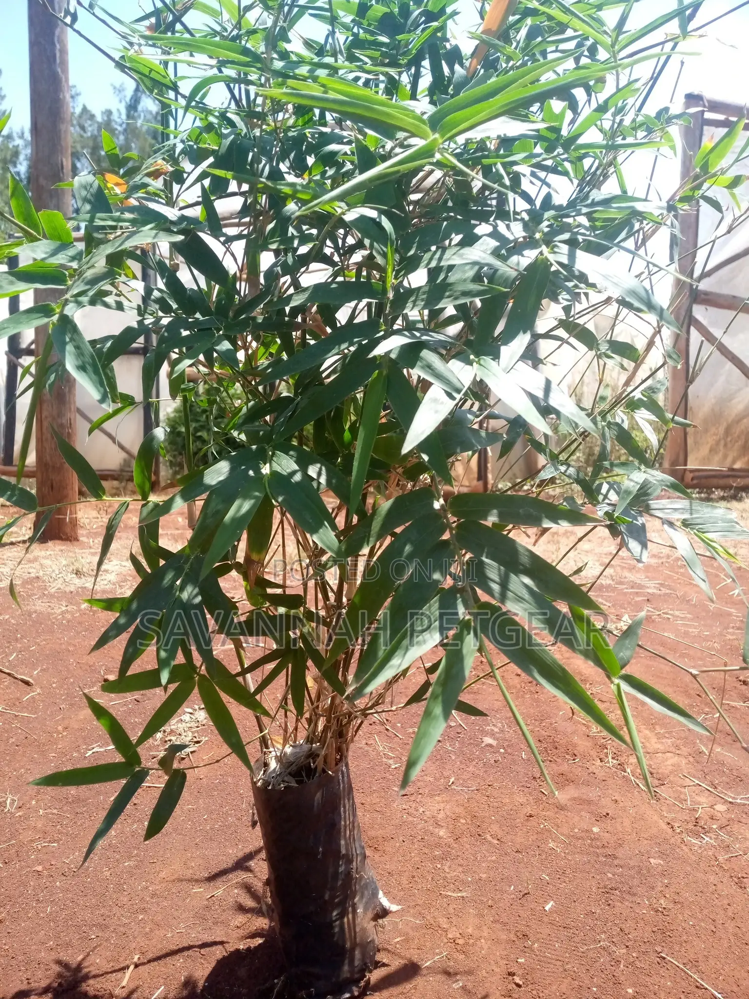 Giant Solid Bamboo Seedlings