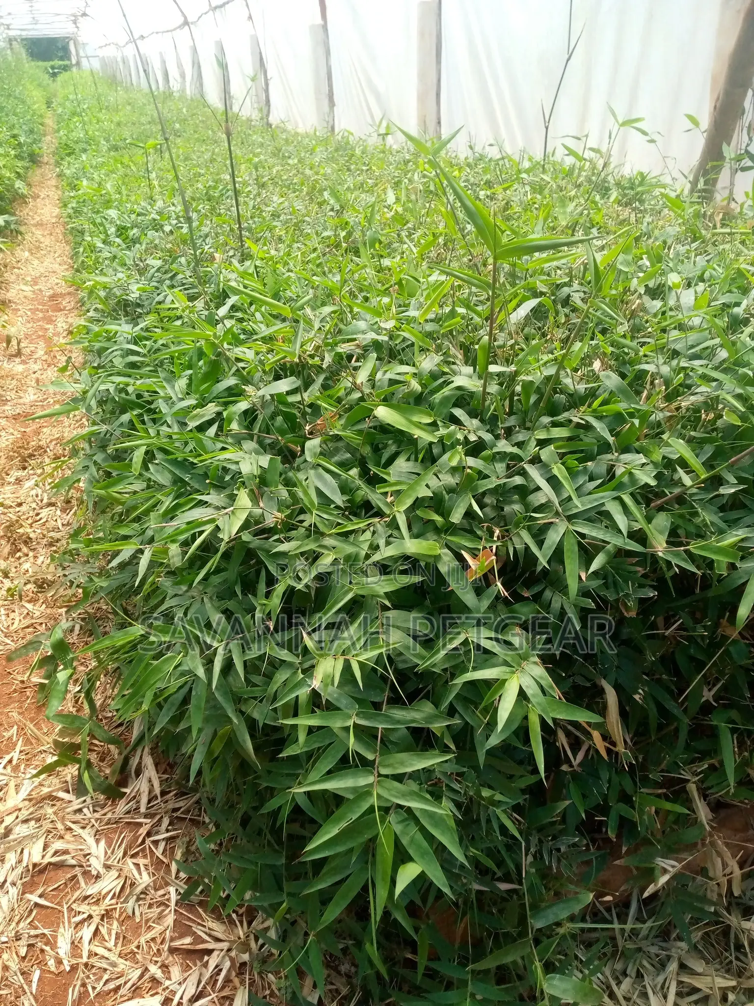 Giant Solid Bamboo Seedlings