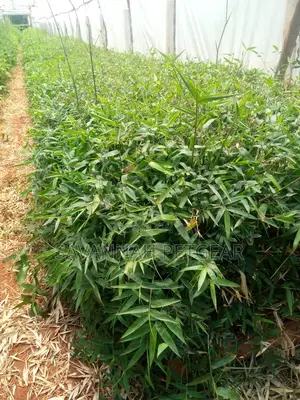 Giant Solid Bamboo Seedlings