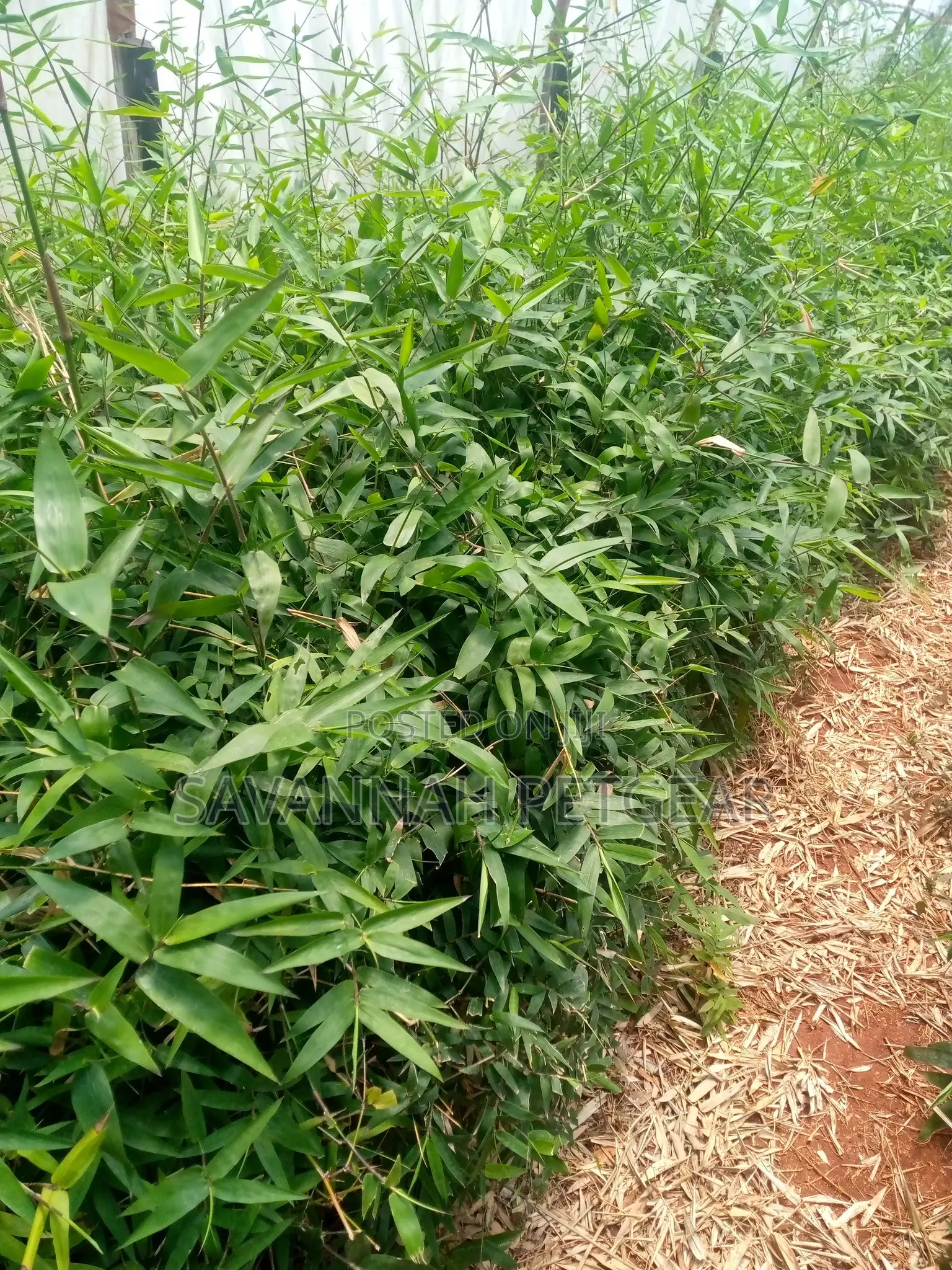 Giant Solid Bamboo Seedlings