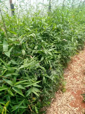 Giant Solid Bamboo Seedlings