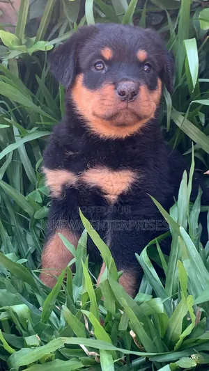 1-3 months Female Purebred Rottweiler