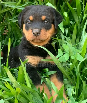 1-3 months Male Purebred Rottweiler