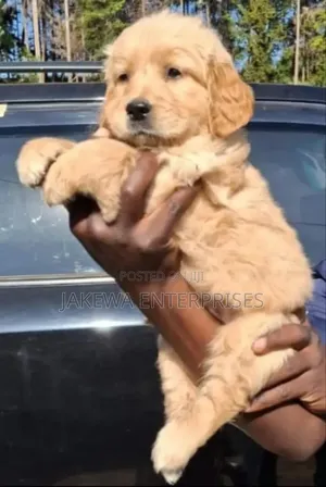 1-3 months Female Purebred Golden Retriever