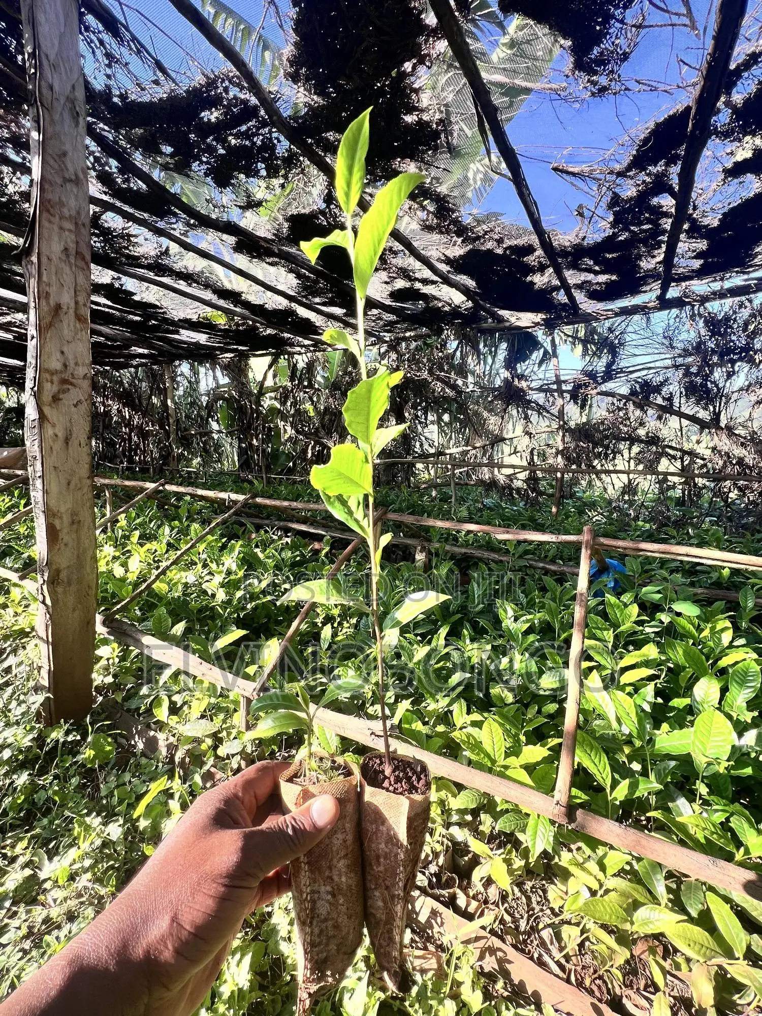 Tea Seedlings Trfk 371/8