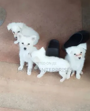 1-3 months Male Purebred Japanese Spitz