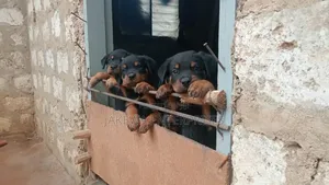1-3 months Female Purebred Rottweiler