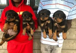 1-3 months Male Purebred Rottweiler