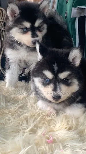 1-3 months Male Purebred Siberian Husky