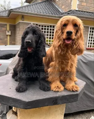1-3 months Male Purebred Cocker Spaniel
