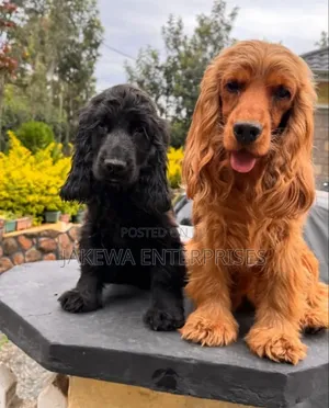 1-3 months Female Purebred Cocker Spaniel