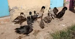 Blue Swedish Black Swedish Mature Ducks - Males Females