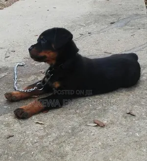 1-3 months Male Purebred Rottweiler