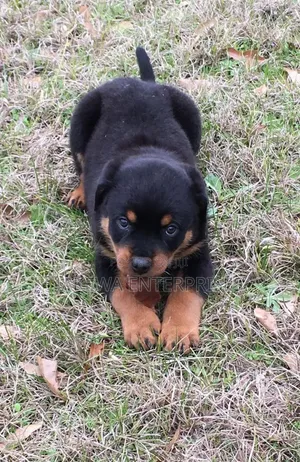 1-3 months Male Purebred Rottweiler