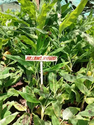 Williams Hybrid Bananas Seedlings